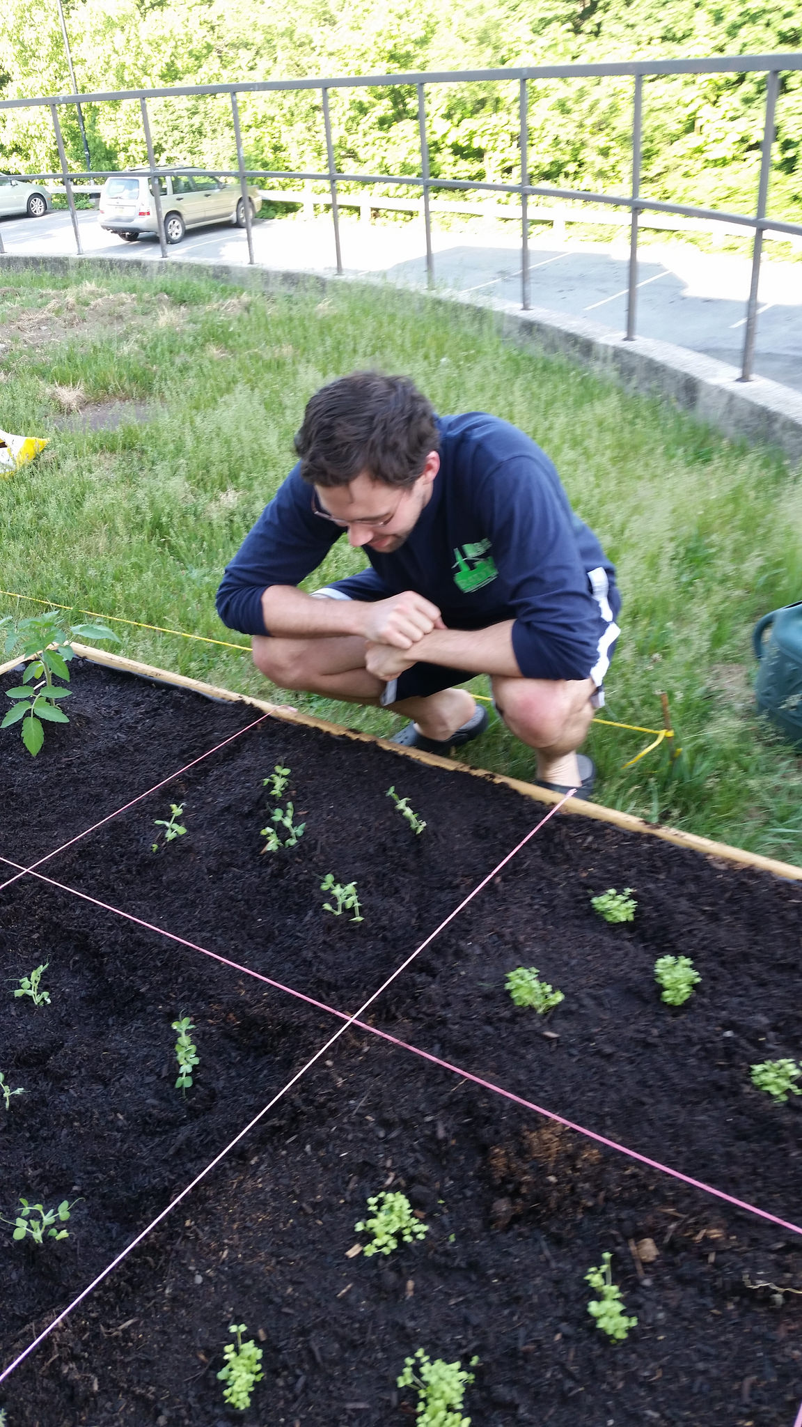 Devin Stephenson watches the snow peas grow.