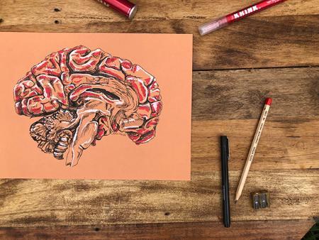 Pen and acrylic cross-section of human brain.